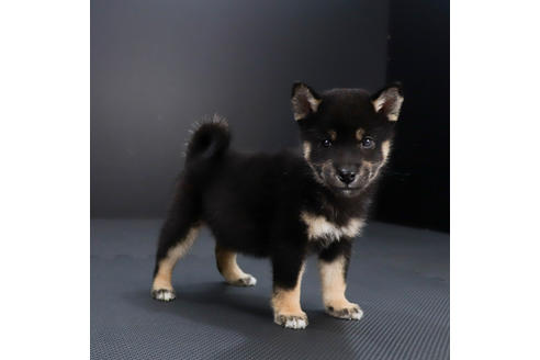 成約済の愛知県の柴犬-79972の3枚目